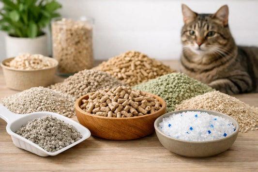 8 Purina Cat Litter Alternatives to Consider